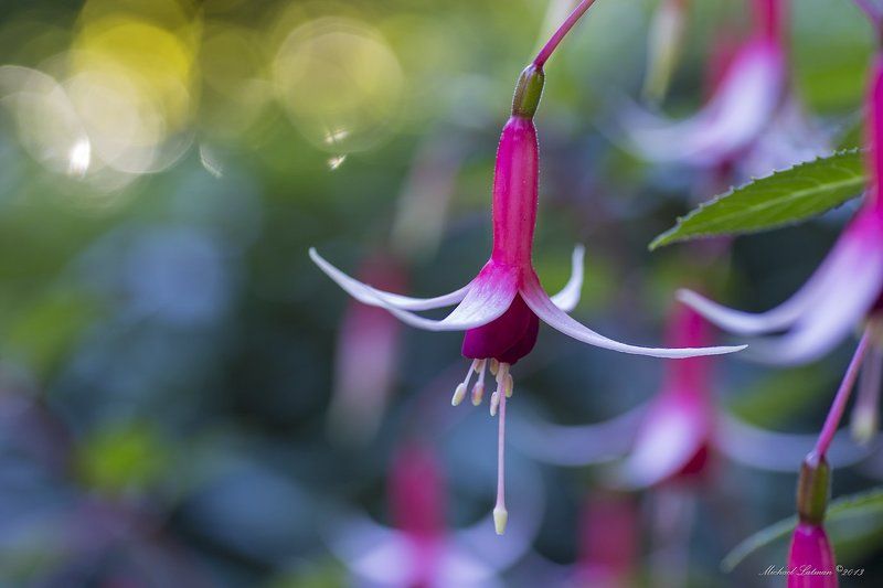 Beautiful, Colors, Flowers, Gardens, Sound, Summer Сrystal chime фото превью