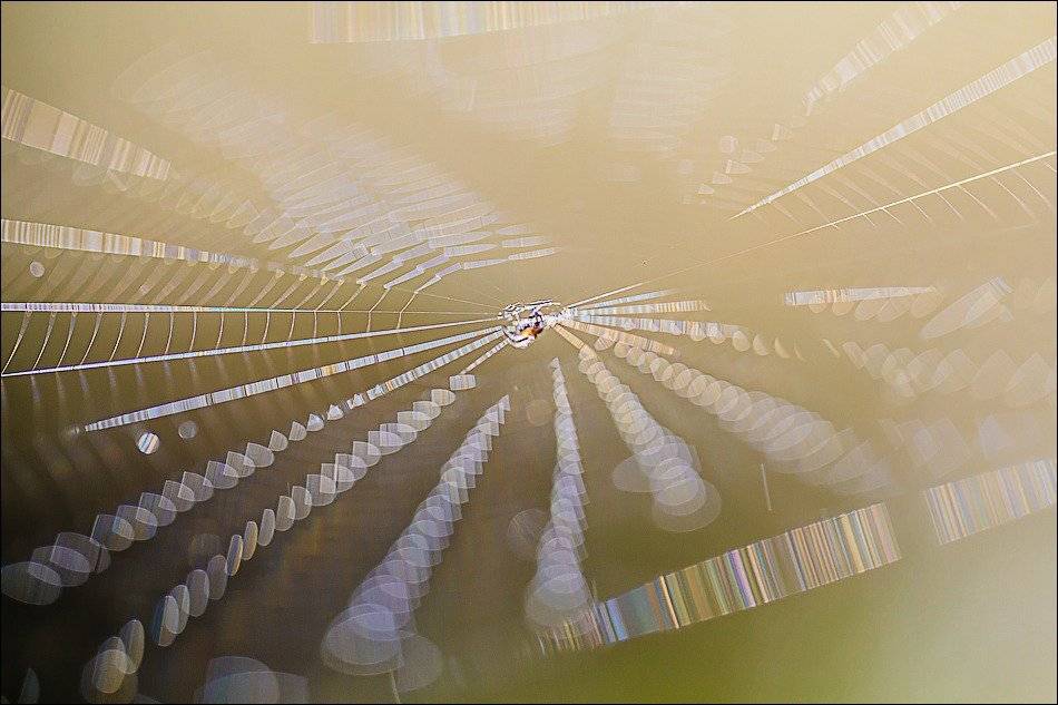 , Бурлов Андрей