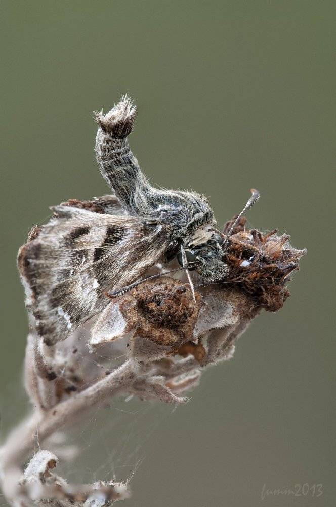 , Игорь ФУММ