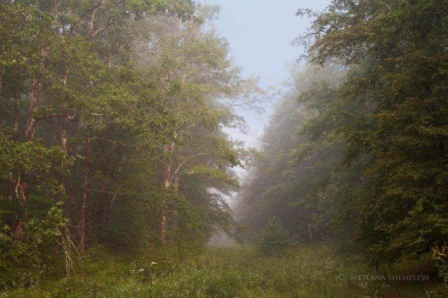 , Светлана Щемелева