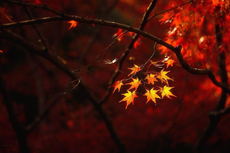 Golden light фото превью