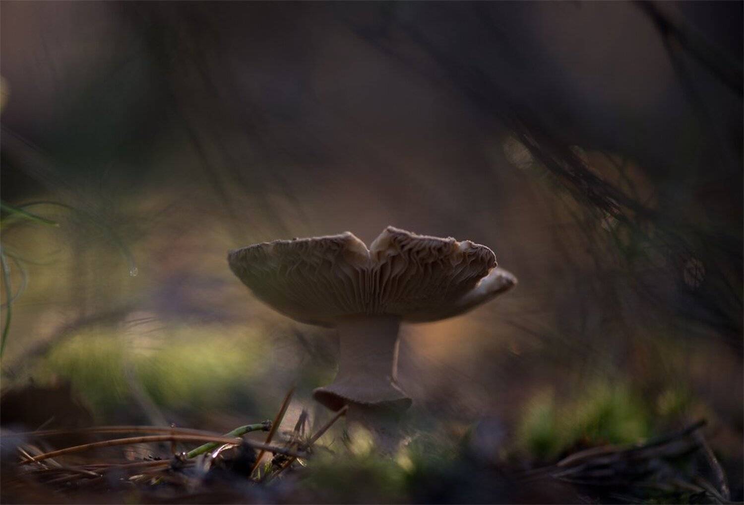 , Геннадий Мещеряков