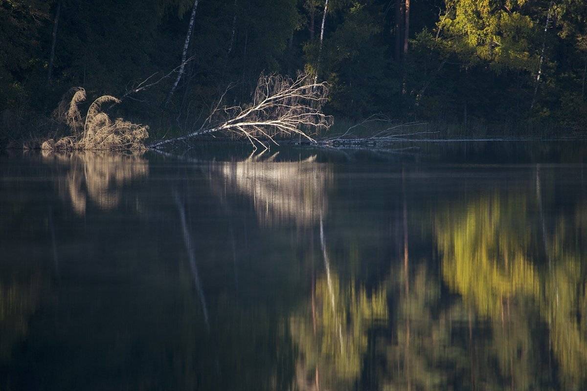 , Rimantas Bikulcius