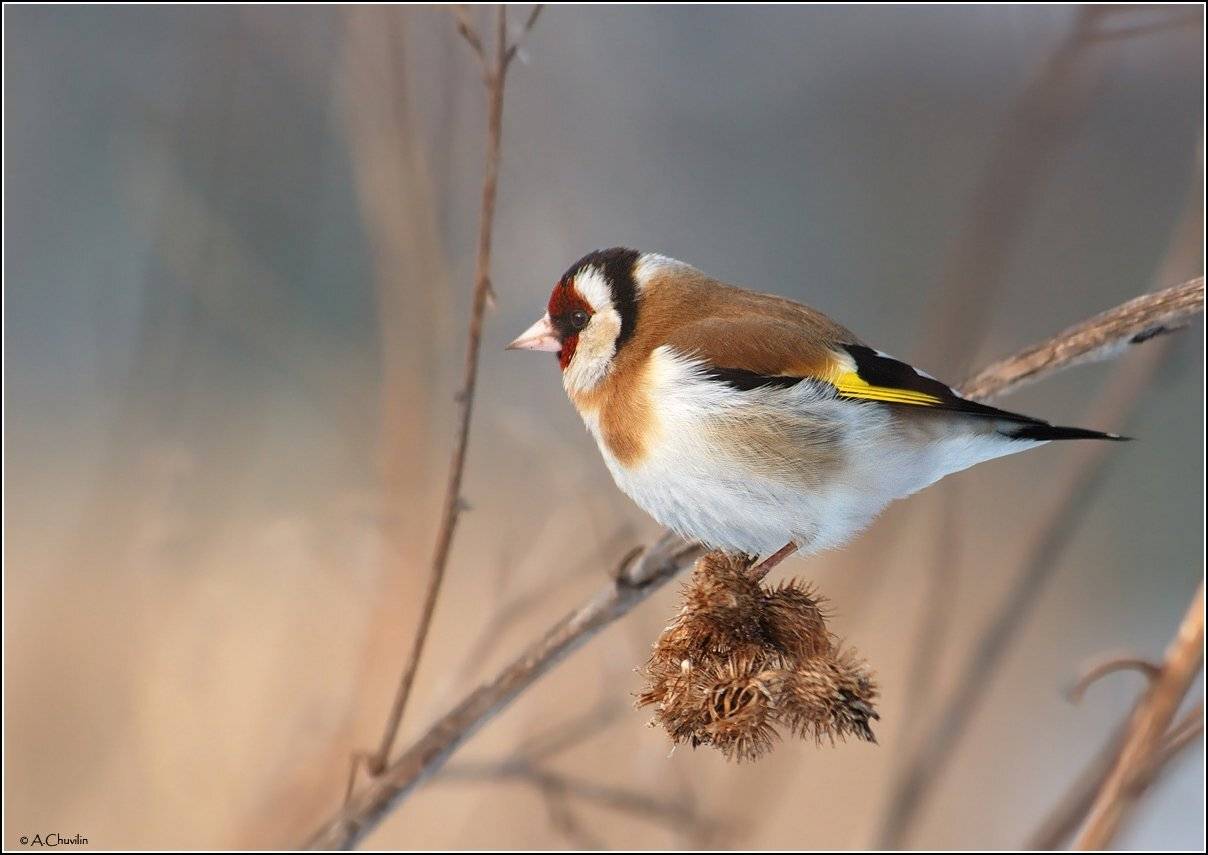 щегол,репейник,осень,сухой,корм, Александр Чувилин