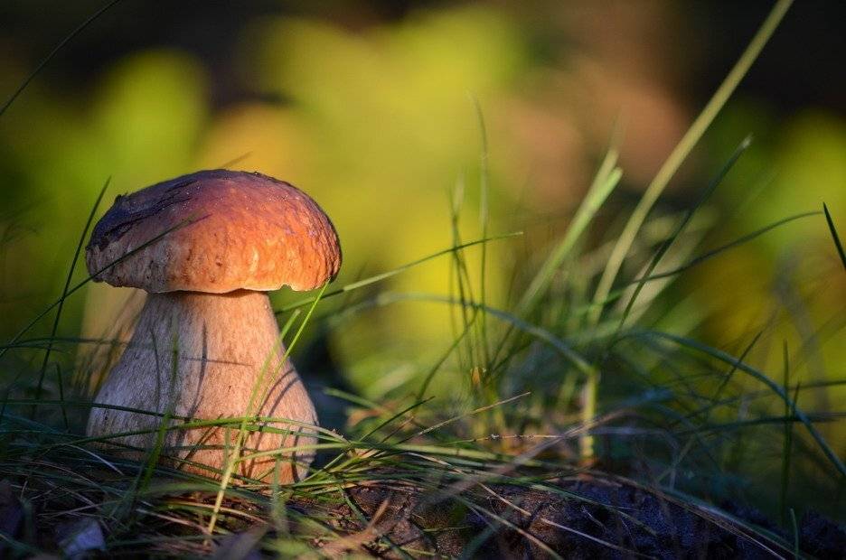 боровичок, Вячеслав Мищенко