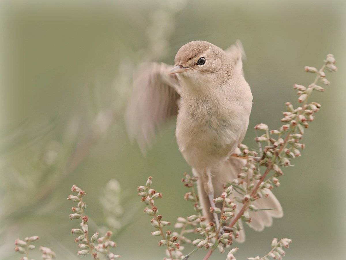 , Валерий Субачев