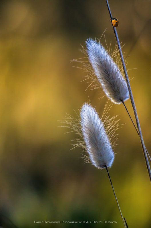 Details of the nature фото превью