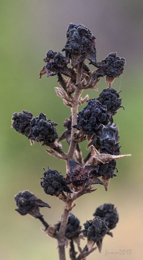 , Игорь ФУММ