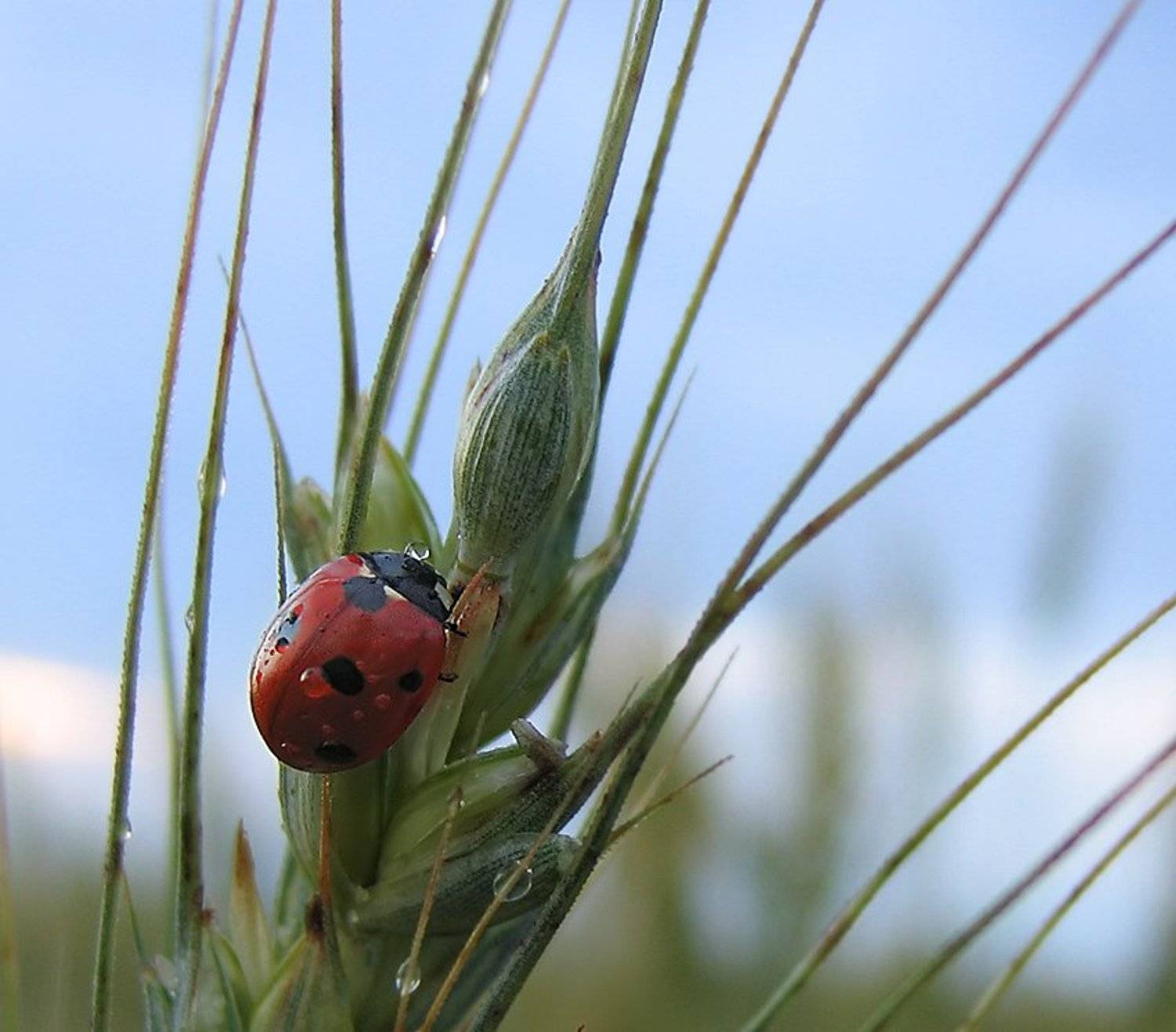 Дождь, Коровка, Макро, LudmilaNG