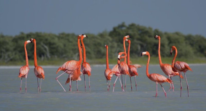 Огнекрылы фото превью