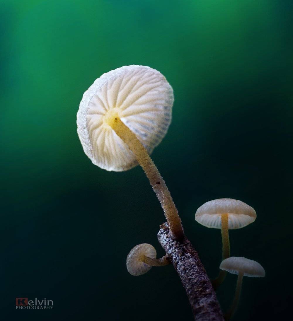 , Kelvin Huy