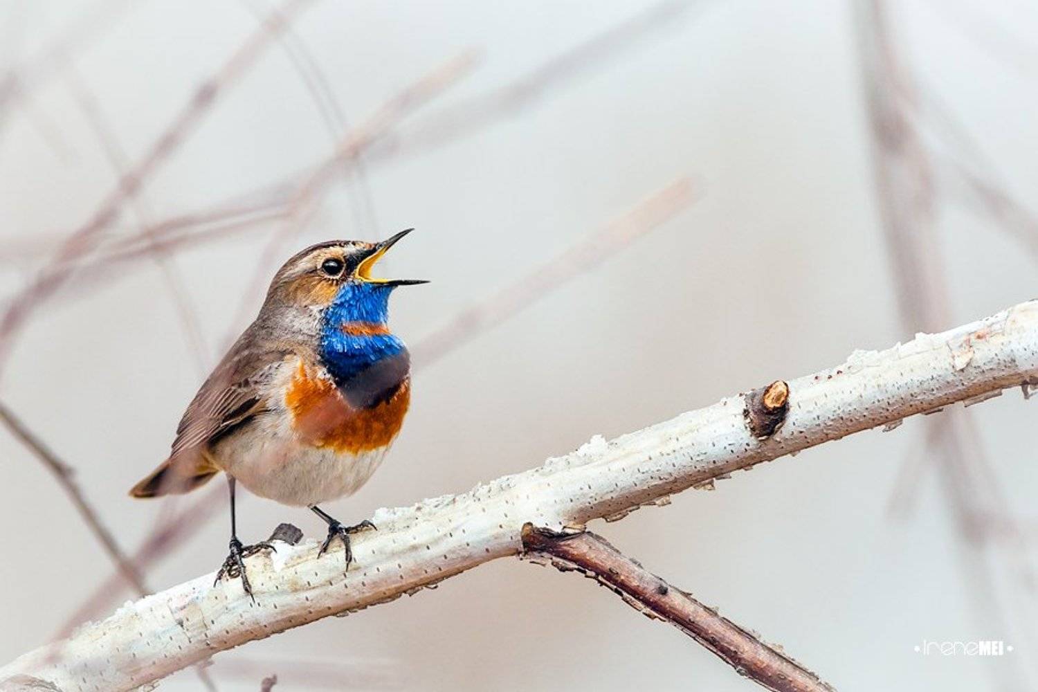 Birds, Bluethroat, Nature, Варакушка, Животные, Природа, Птицы, Irene Mei