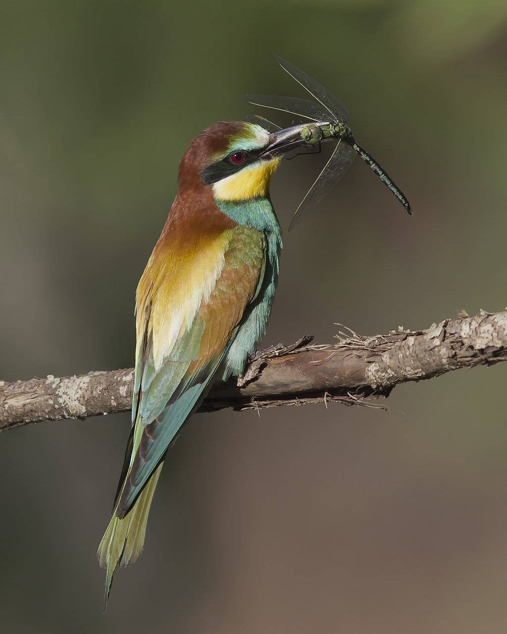 , Дмитрий Кугувалов