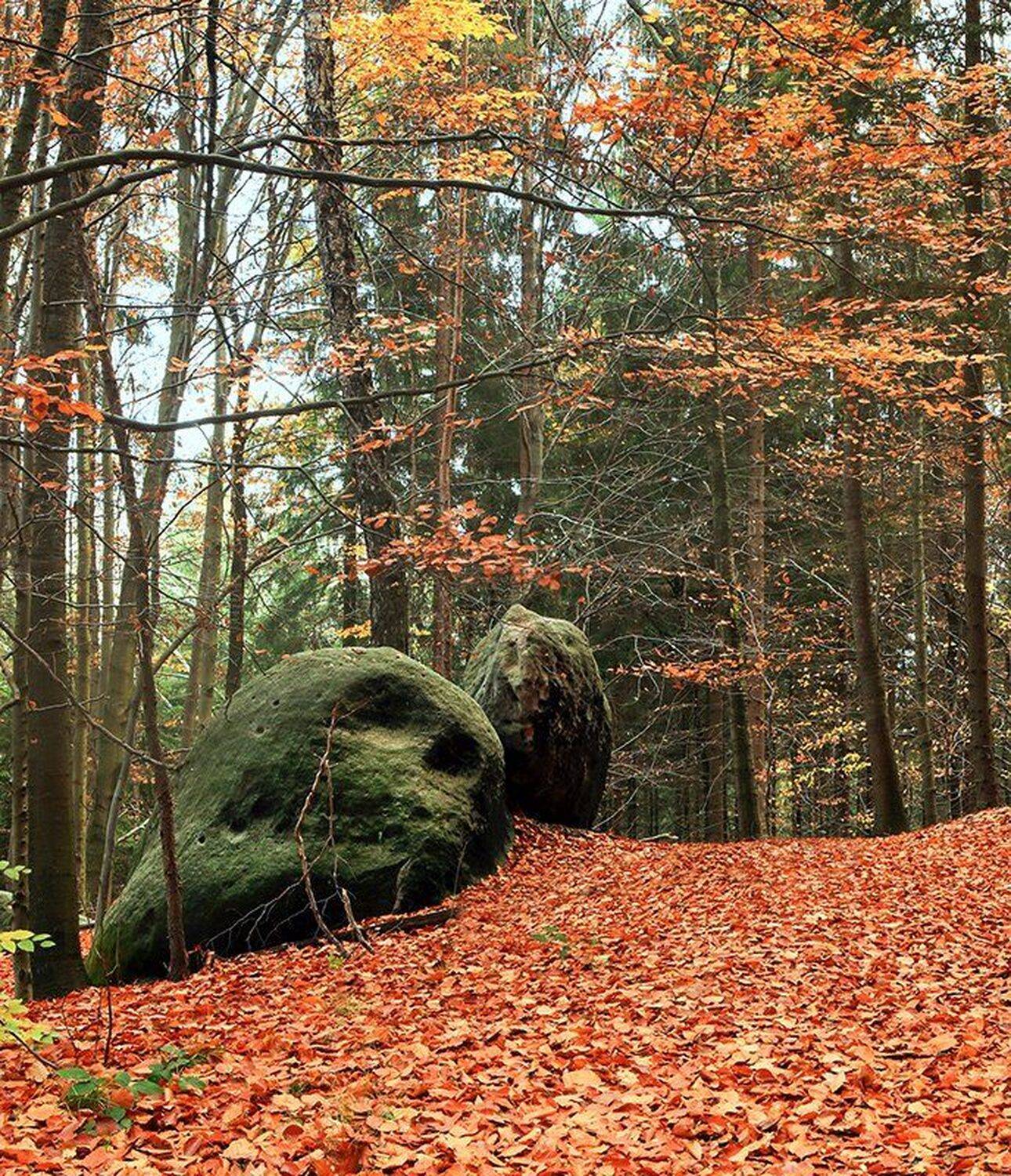 , Игорь Дубровский