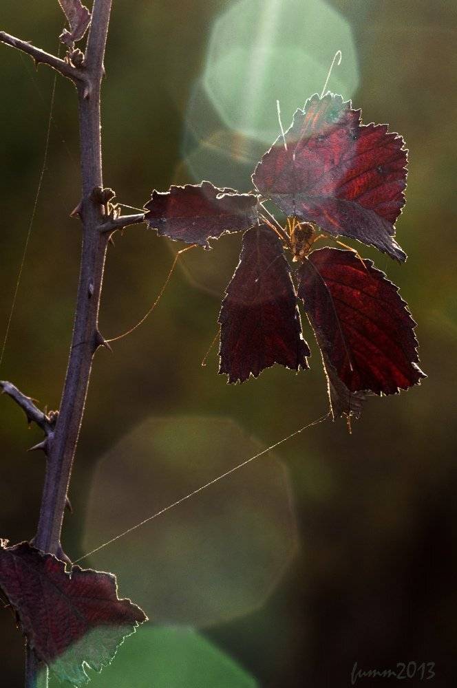 , Игорь ФУММ