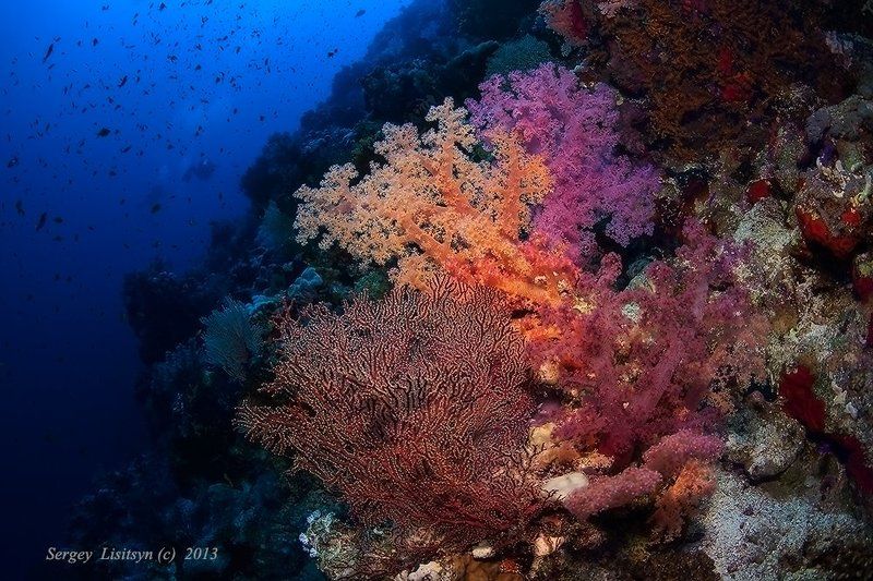 красное, море., мягкие, кораллы. Букет фото превью
