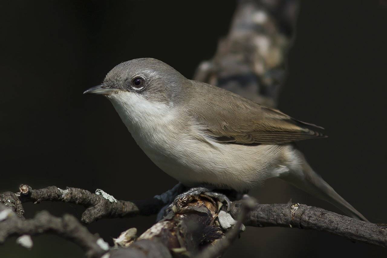 , Дмитрий Кугувалов
