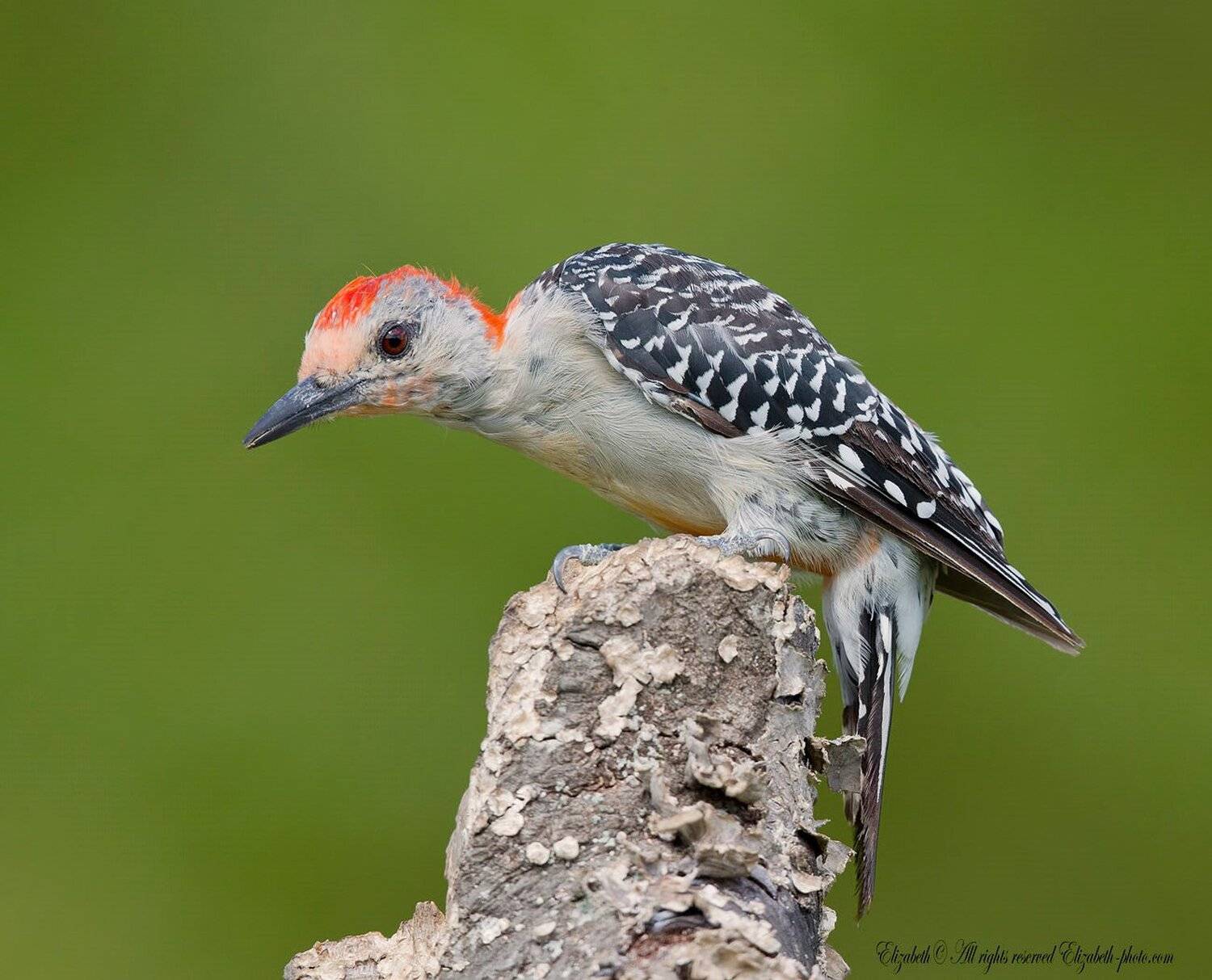 red-bellied woodpecker, woodpecker, дятел, каролинский меланерпес, Elizabeth Etkind