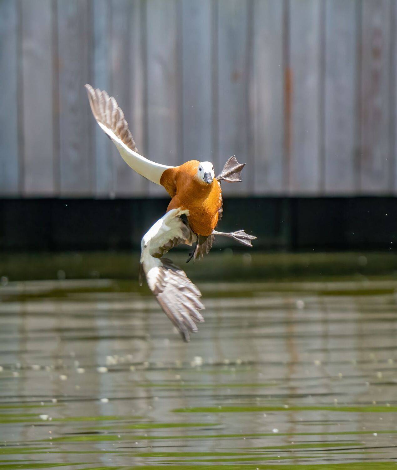 , Константин Дэм