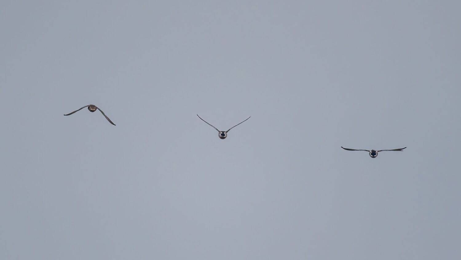 , Константин Дэм