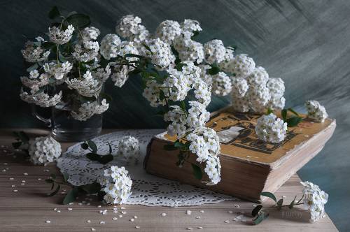 Про спирею и книги