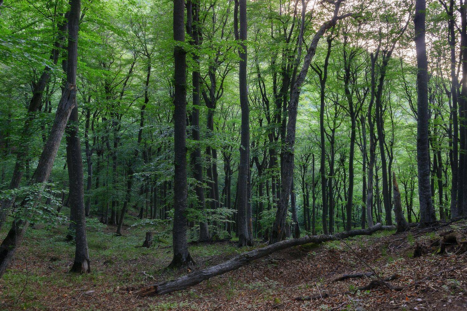 лес,лето,буки,пейзаж,природа, Елена Брежицкая