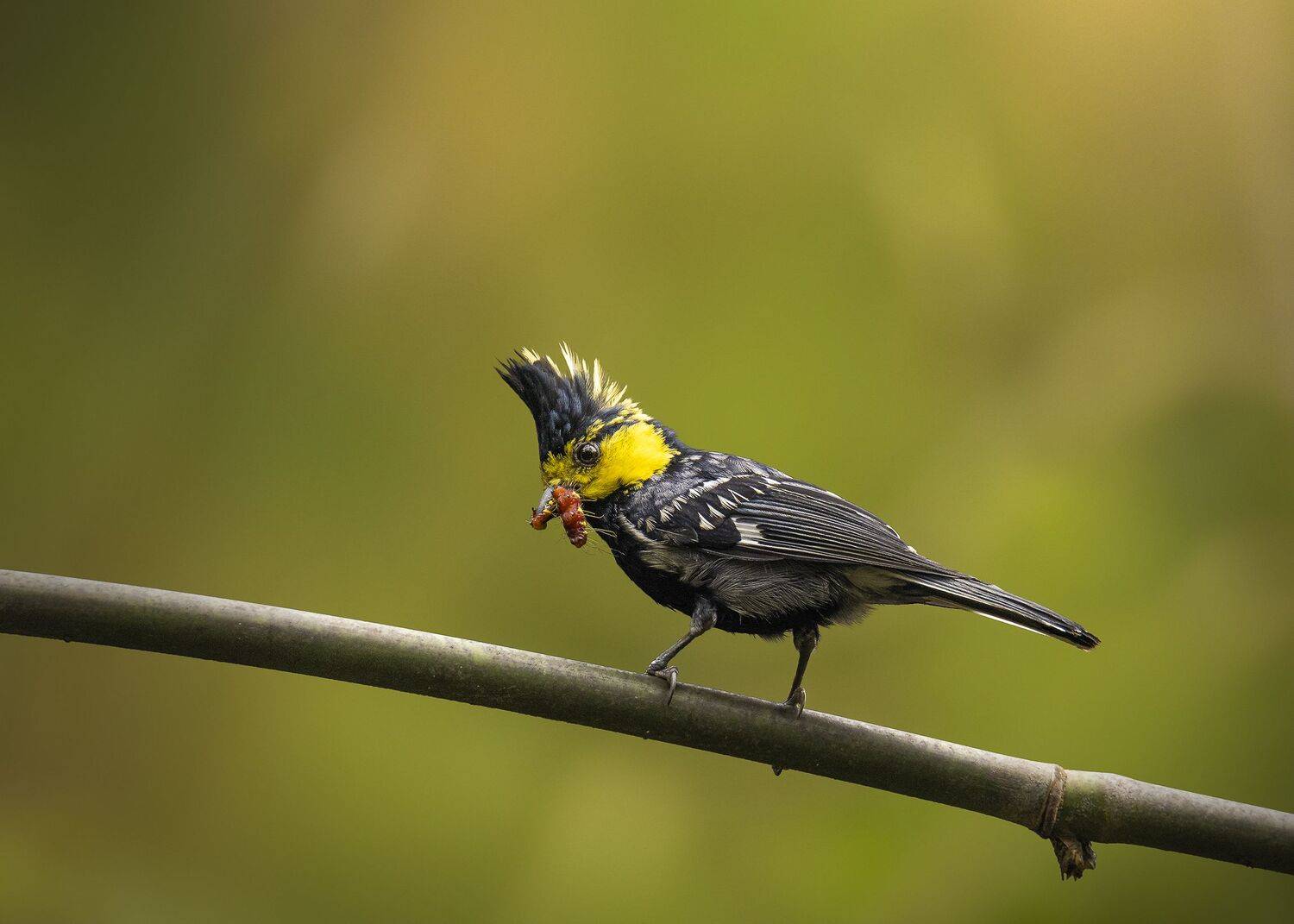 , Токарев Олег