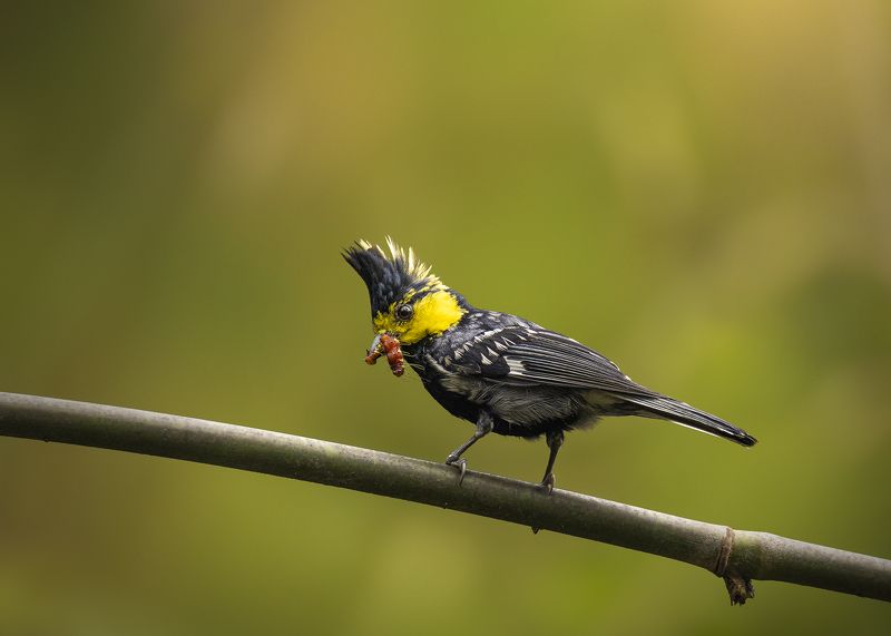 The yellow-cheeked tit фото превью