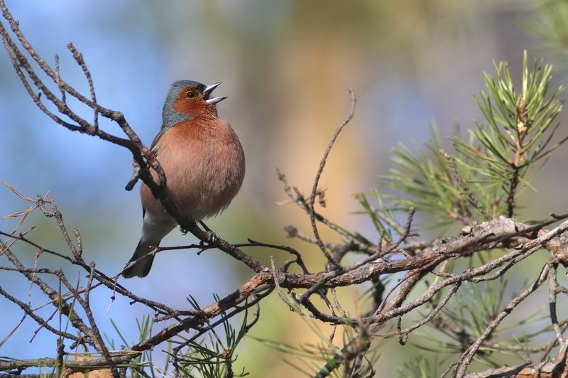 фьюр-фьюр ля-ля вичур фото превью