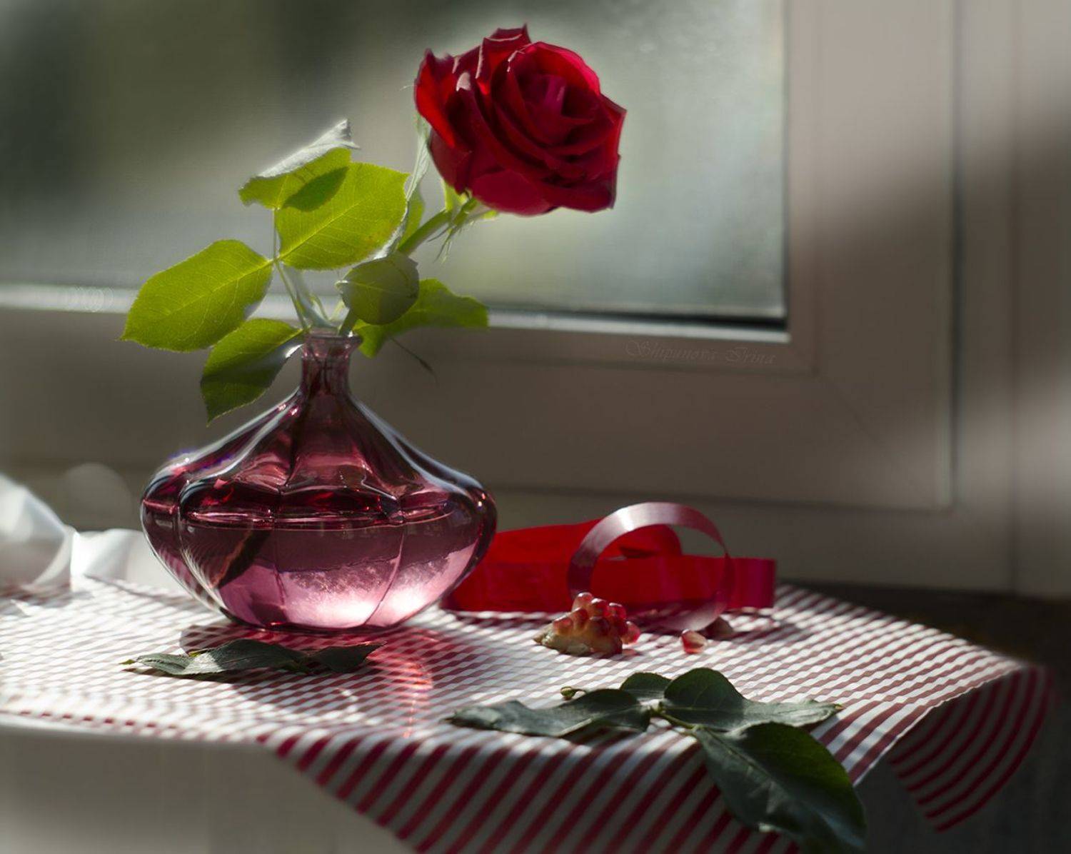 , Шипунова Ирина