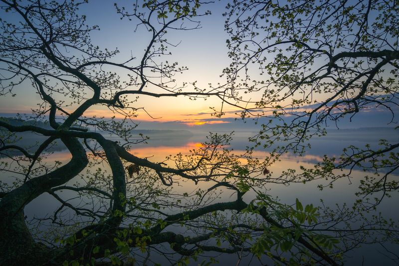 Тянется к солнцу фото превью