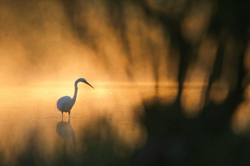 Рассветная фото превью