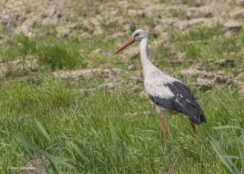 White stork