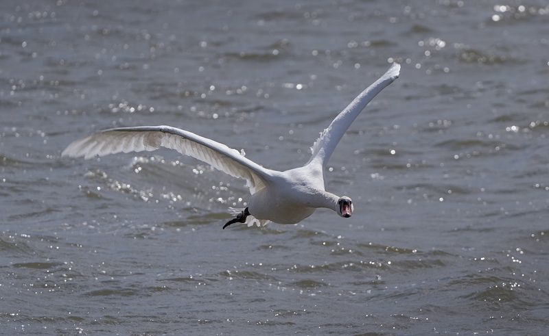 природа, птицы, лебедь, полёт Хозяин летит фото превью