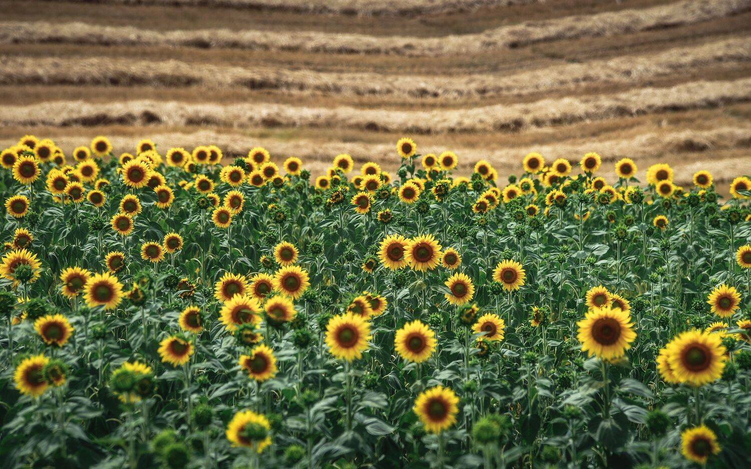 , Алексей Козаченко