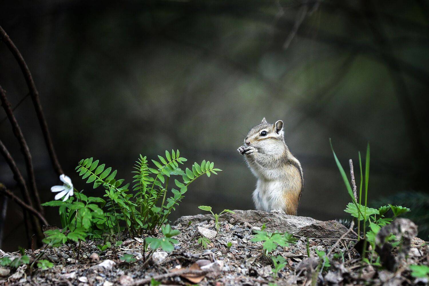 , Андрей Ершов