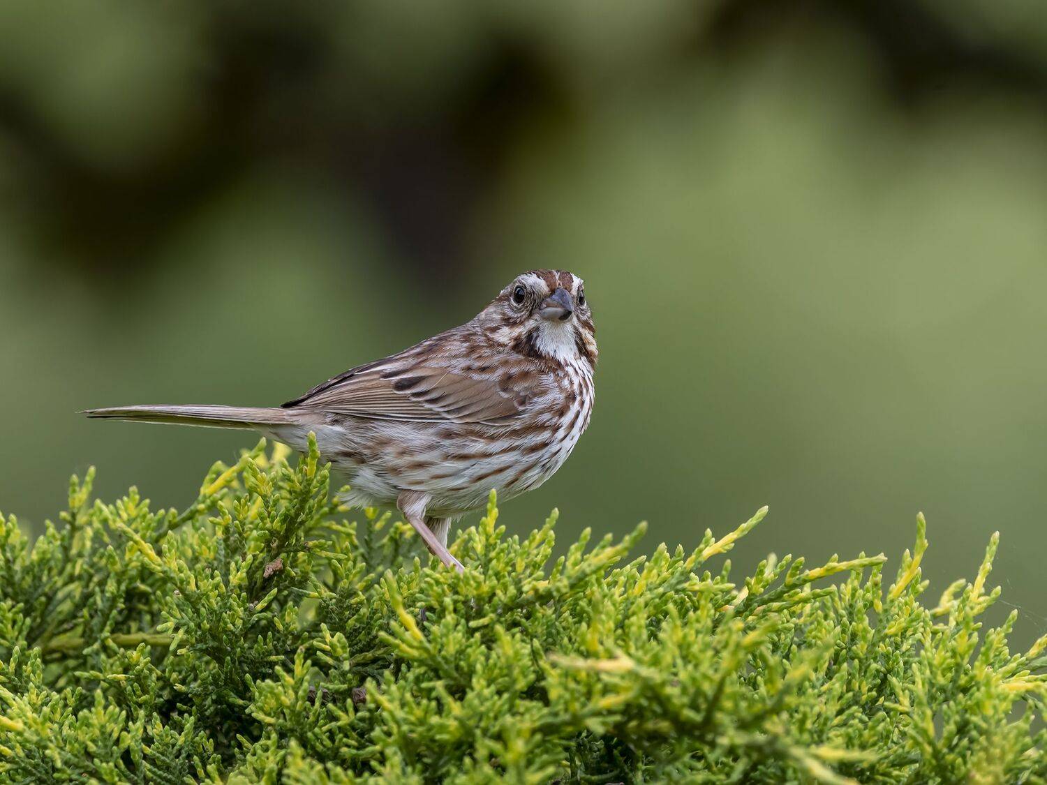 , Fernando Burgalin Sequeira