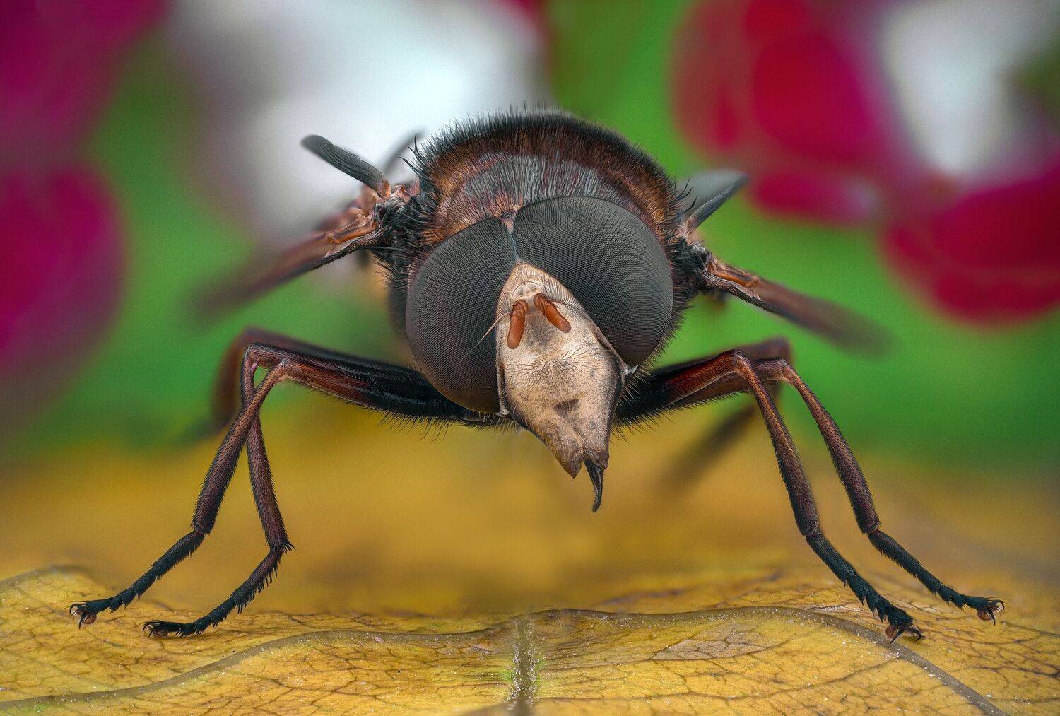 ceclii, macro, lomo 3.7, Tsvetan Ganev