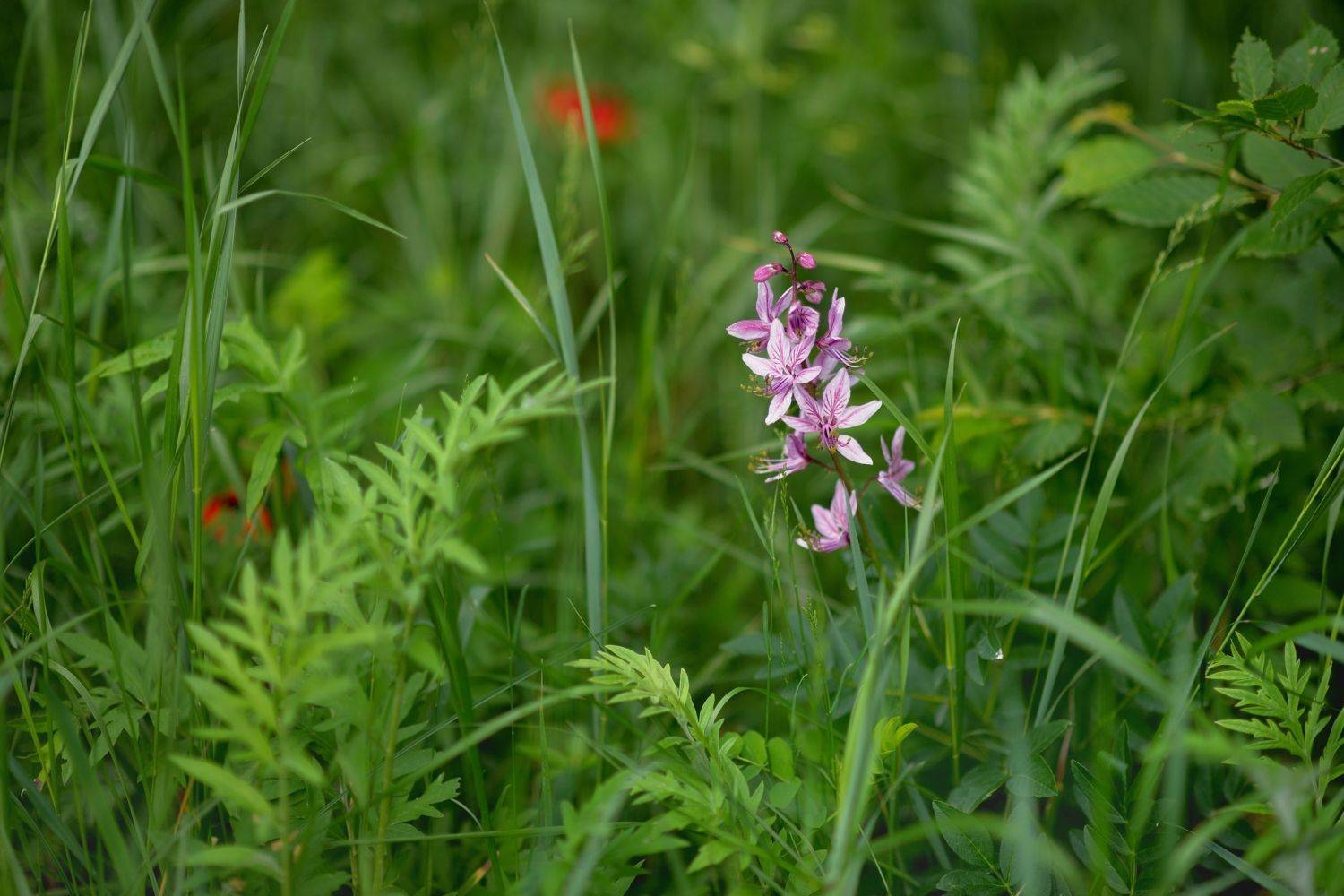 лето цветы, Александр Жарников