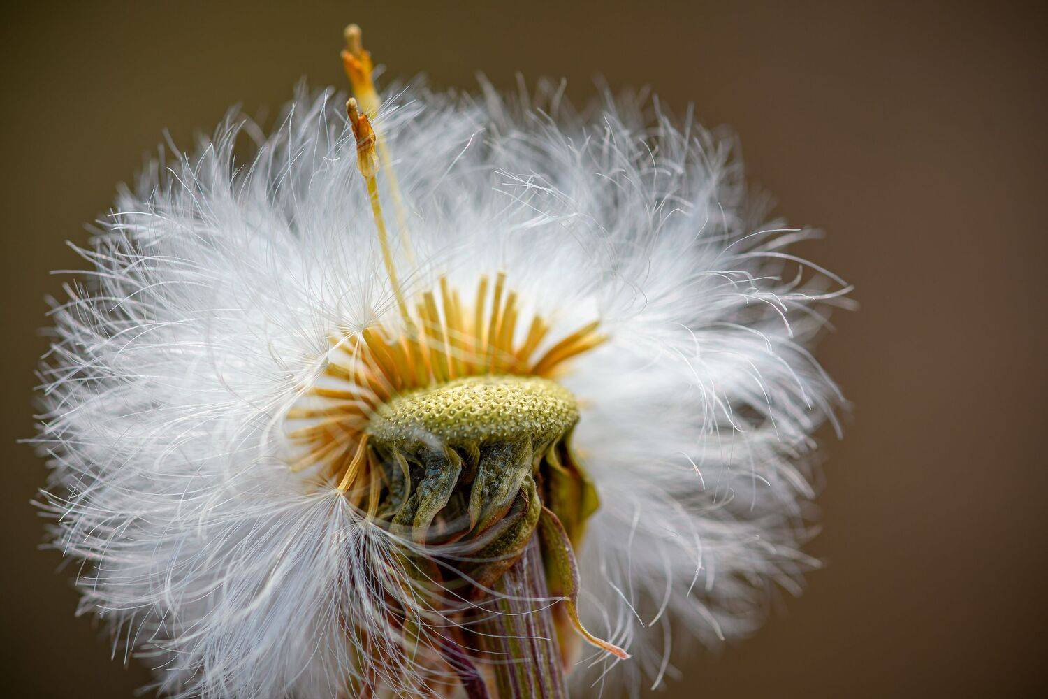 seed, plant, dandelion, fluffy,  Mykhailo