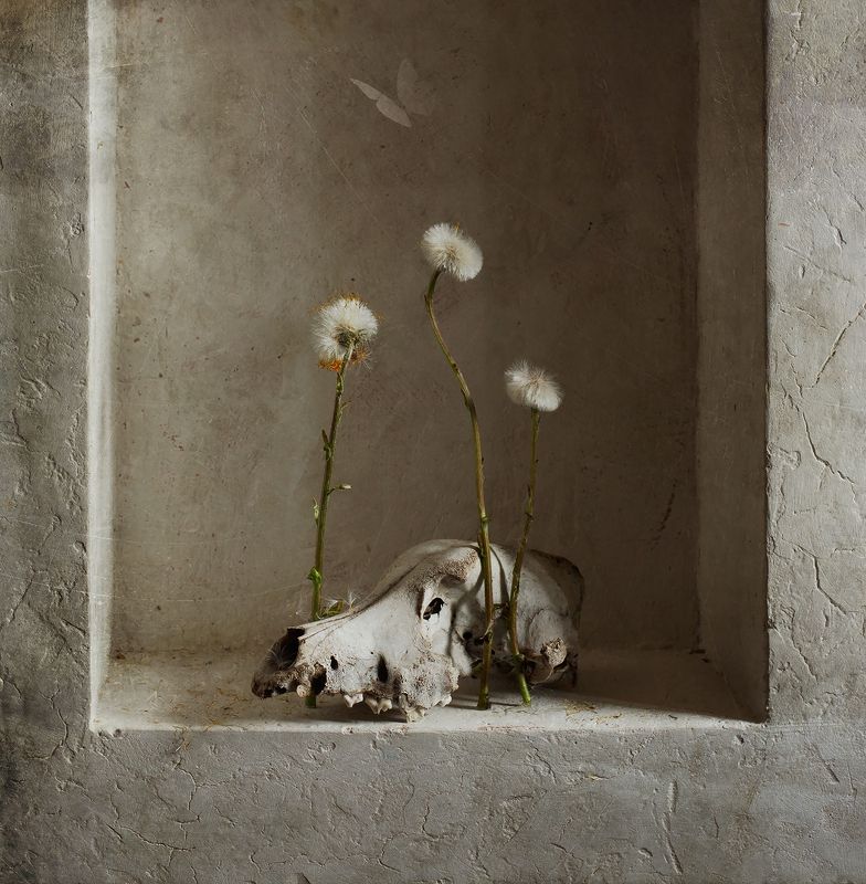 череп, натюрморт morte фото превью