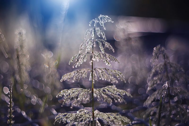 Secret garden фото превью