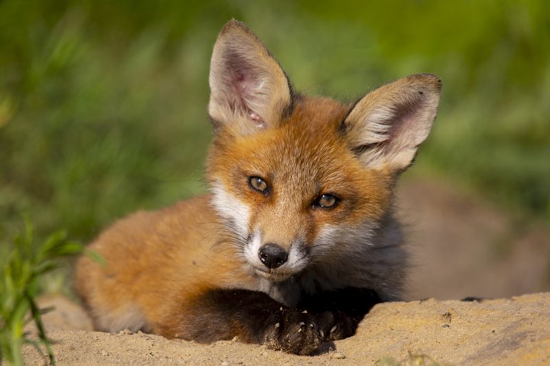 живая природа Кто там шумит фото превью