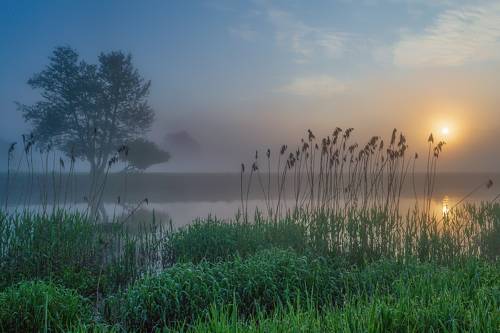 Lonely tree by the river