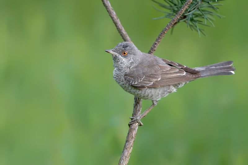 Jarzębatka фото превью