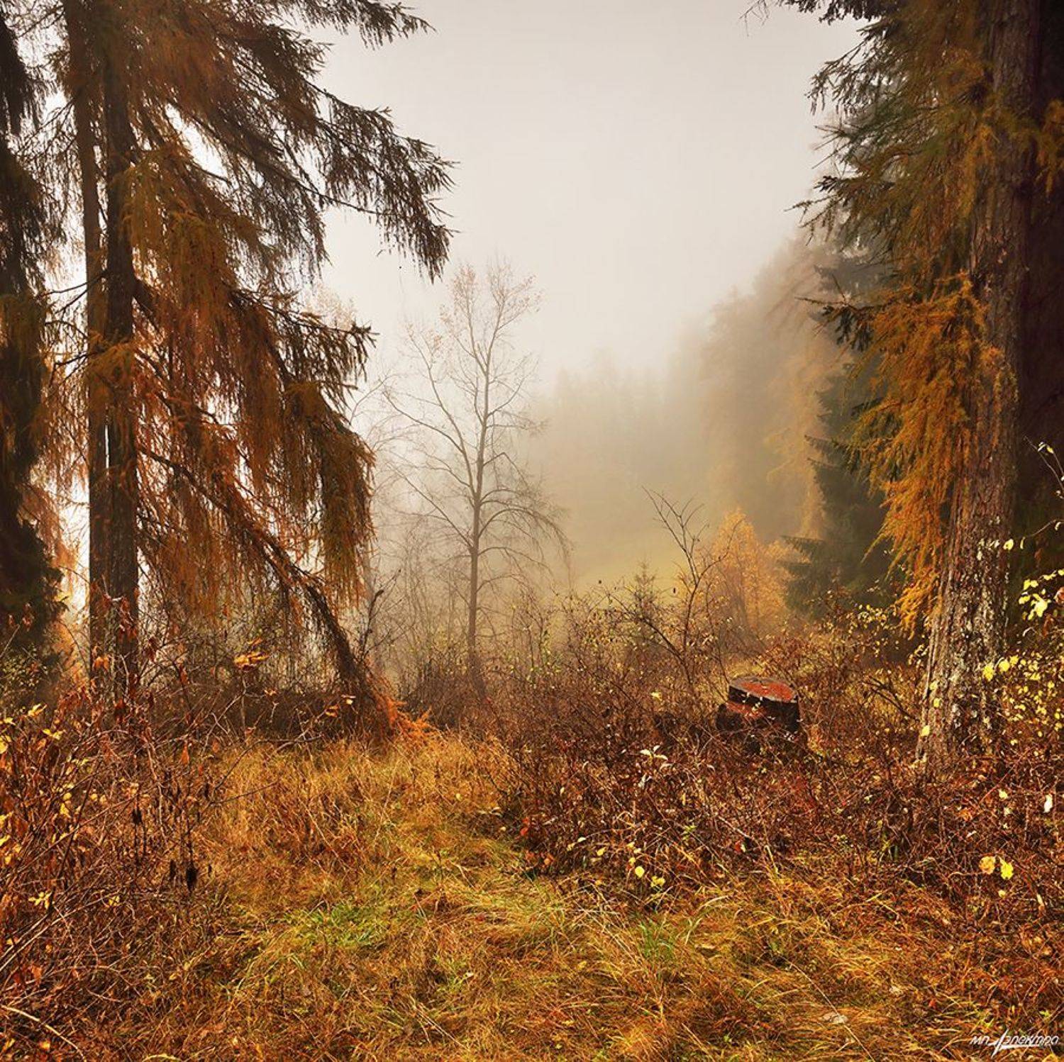 swiss, Матвеев Николай