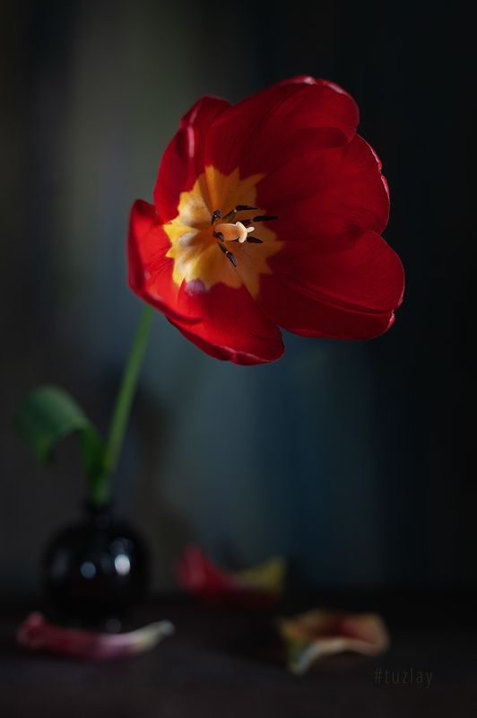 тюльпаны Про пузырёк с тюльпаном фото превью