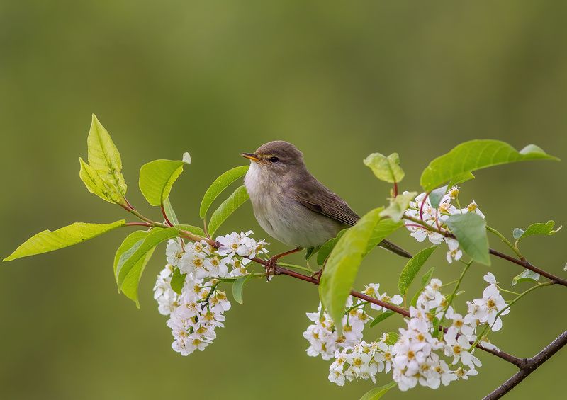 печора,север,птицы,лето,анималистика,пеночка,пеночка - весничка,красота,лес,закат,pechora, north, birds, spring, animalistics, , beauty, forest, sunset Вот и лето пришло фото превью