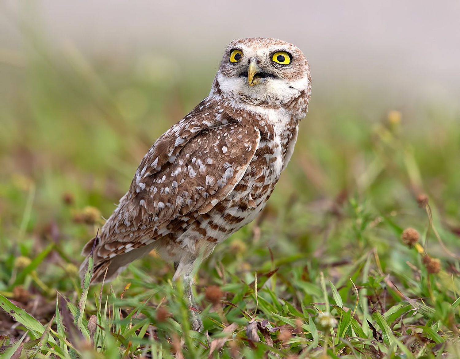 кроличий сыч,  florida, burrowing owl, owl, флорида,сыч, Elizabeth Etkind