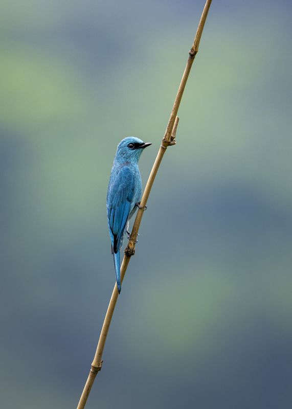 The verditer flycatcher фото превью